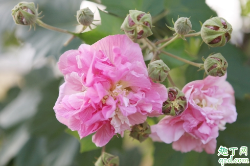 芙蓉花土质选择酸性土还是碱性土 哪种土质适合芙蓉花的生长1