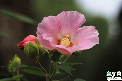 芙蓉花土质选择酸性土还是碱性土 哪种土质适合芙蓉花的生长2