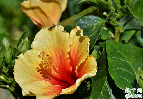芙蓉花土质选择酸性土还是碱性土 哪种土质适合芙蓉花的生长3