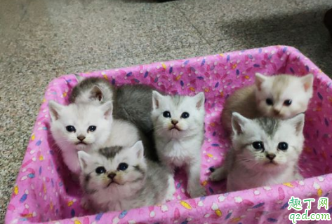 金渐层和银渐层能配吗 金渐层和银渐层生的猫是什么颜色的5