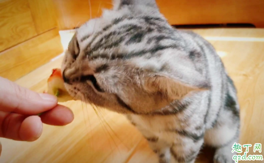 猫什么情况下失禁 猫咪大小便失禁会自己好吗1