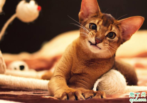 猫什么情况下失禁 猫咪大小便失禁会自己好吗2