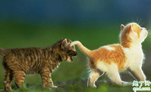 猫什么情况下失禁 猫咪大小便失禁会自己好吗3