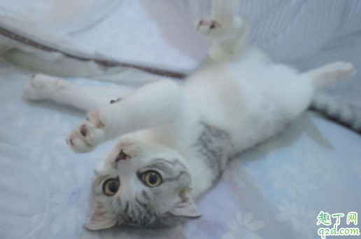 猫什么情况下失禁 猫咪大小便失禁会自己好吗4
