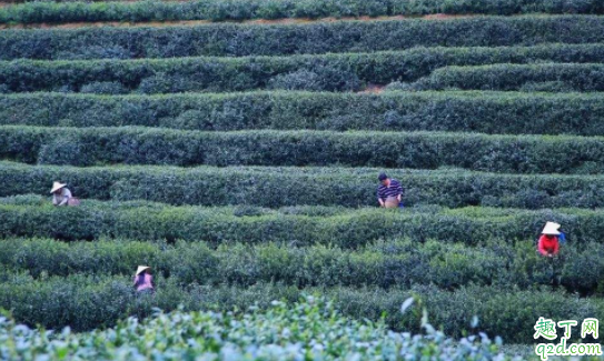 龙井茶可以用紫砂壶泡吗 龙井茶叶陈了还能喝吗3