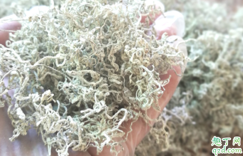 茅岩莓茶真的那么神吗 茅岩莓泡水喝的功效有哪些2