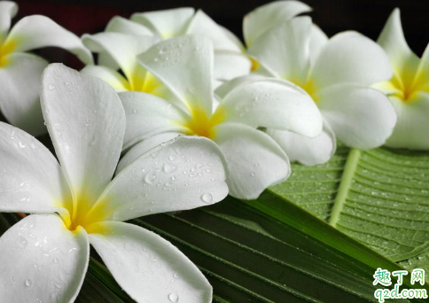 鸡蛋花烂根是怎么回事 鸡蛋花烂根后怎么才能救活1