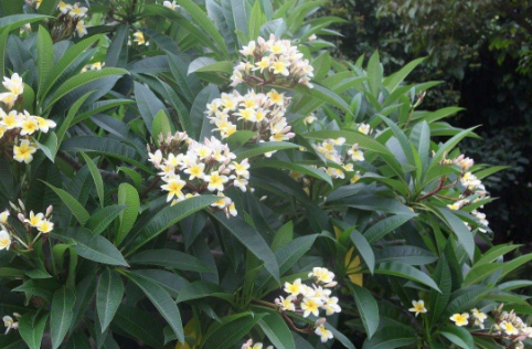 鸡蛋花烂根是怎么回事 鸡蛋花烂根后怎么才能救活2
