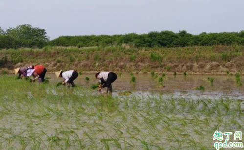 农资增长粮食不涨怎么办 粮食不涨农民收入低如何处理 2