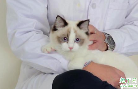 新手买猫怎么观察 猫市场买猫要注意什么1