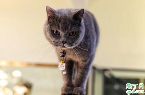 新手买猫怎么观察 猫市场买猫要注意什么2