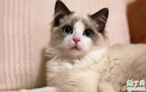 新手买猫怎么观察 猫市场买猫要注意什么3