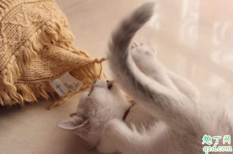 新手买猫怎么观察 猫市场买猫要注意什么4