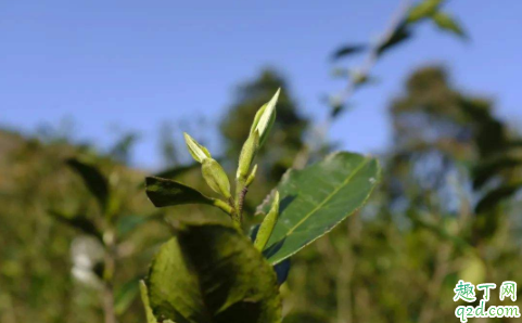 福鼎白茶喝新茶还是陈茶 为什么福鼎白茶喝完舌头麻3