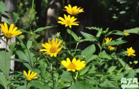 赛菊芋老烂根是怎么回事 赛菊芋烂根后怎么处理救活4