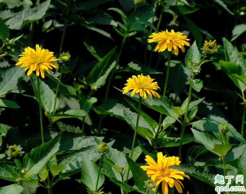 赛菊芋老烂根是怎么回事 赛菊芋烂根后怎么处理救活1