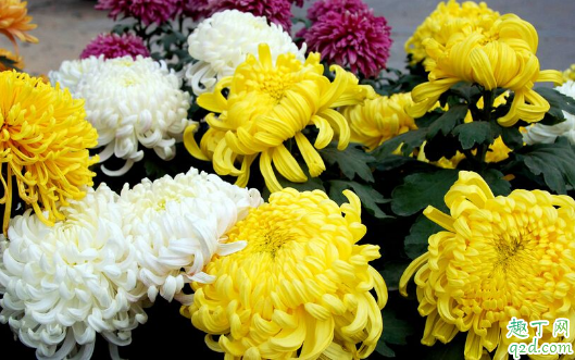 清明节送白菊花还是黄菊花 清明节送什么颜色的菊花好4