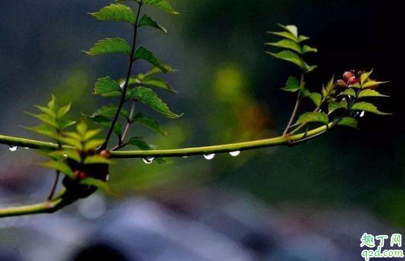 清明节上坟可以下午去吗 清明节下午可以扫墓吗1