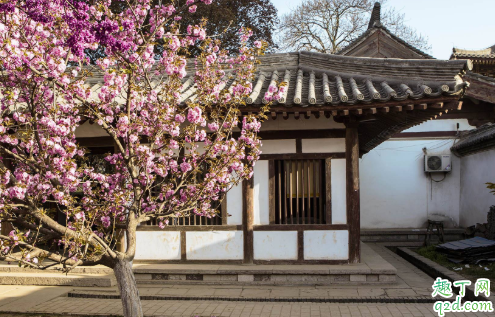 西安青龙寺樱花现在开了吗 西安青龙寺樱花开放时间3