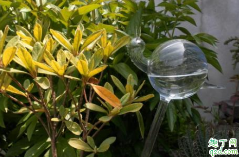 阿斯匹林不适合养哪些花 用阿司匹林浇花哪些事项是要注意的4