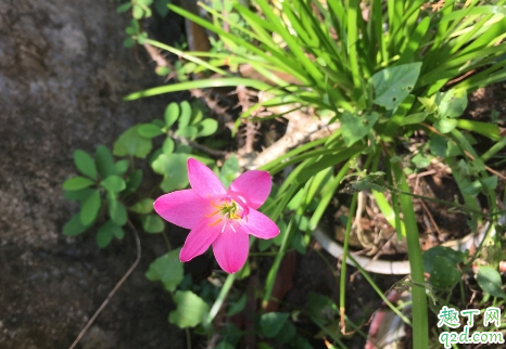 韭菜莲养在屋里面有毒吗 养植韭菜莲哪些事项要注意的1