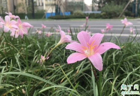 韭菜莲养在屋里面有毒吗 养植韭菜莲哪些事项要注意的4