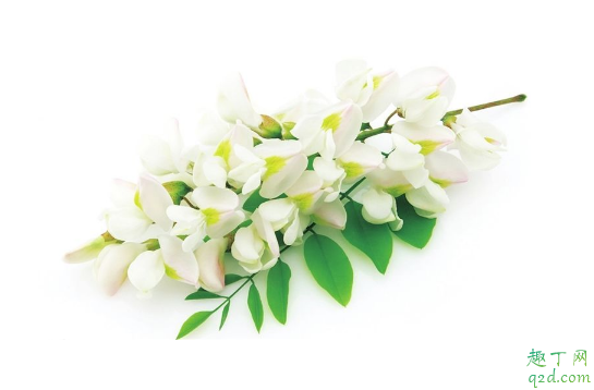 洋槐花怎么放的时间长 洋槐花放哪里保存好1