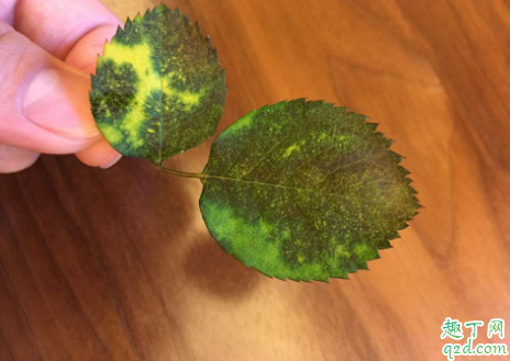 多菌灵灌根容易烧根吗 多菌灵泡根后需要洗吗4