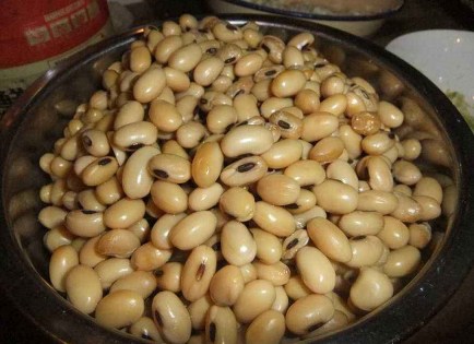 花盆里放熟黄豆好不好1