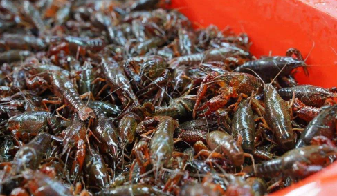 青壳和红壳小龙虾哪个好？肉多才是王道！1