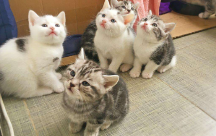 猫条可以天天给猫咪吃吗1