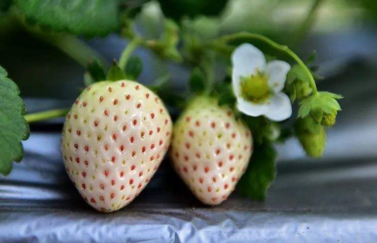 白色草莓和红色草莓哪个营养好2