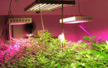植物补光灯和普通照明灯有什么区别1