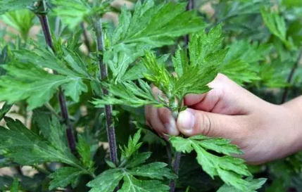 艾草可以熏肚脐吗 3