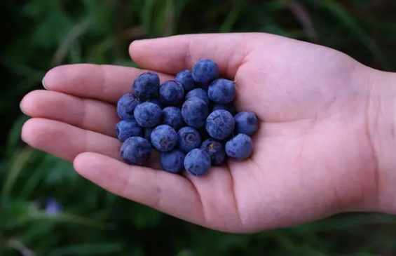 蓝莓表面的白霜是花青素吗