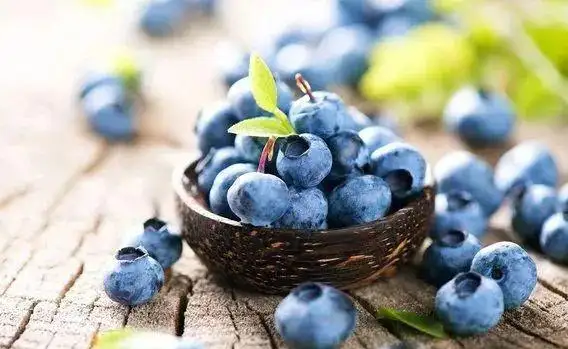 蓝莓哪个品种花青素最多