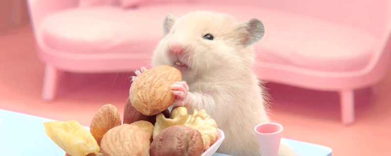 仓鼠吃什么 仓鼠吃什么食物