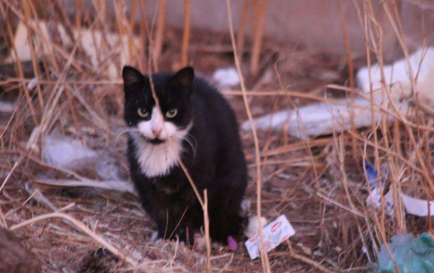 捡的流浪猫能养吗？如果可以请给猫咪一个家1