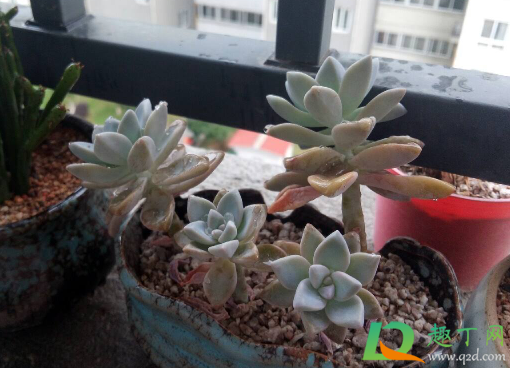 摆摊卖多肉植物赚钱吗1