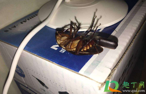 衣服被蟑螂爬过碍事吗 2