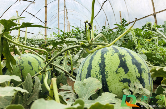 种植西瓜时可以不育苗就直接播种吗1