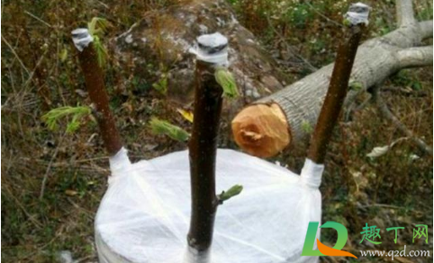 嫁接的枝条要不要用水泡2
