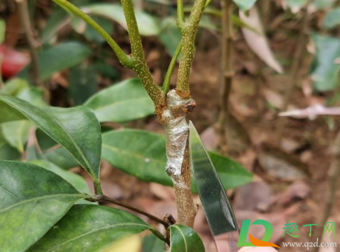 嫁接的枝条要不要用水泡1