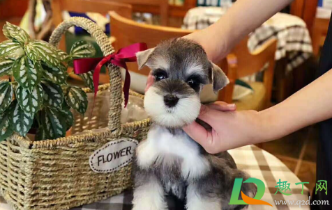 雪纳瑞什么时候打针1