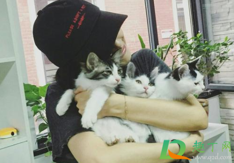 猫咪不喜欢主人抱是怎么回事1