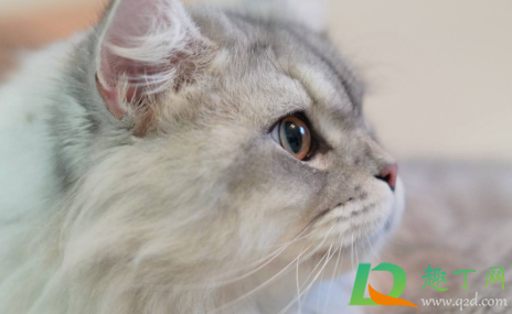 猫咪太闹腾了怎么调教3