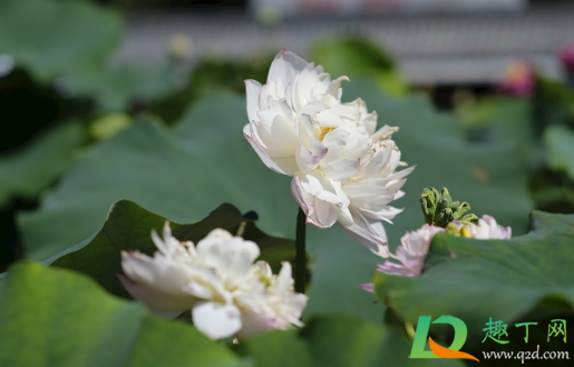 碗莲夏天需要遮阴吗3