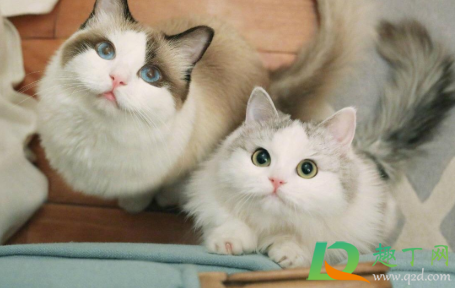 小猫得了猫鼻支会不会死1