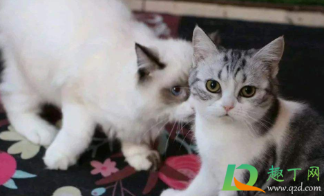 小猫得了猫鼻支会不会死2