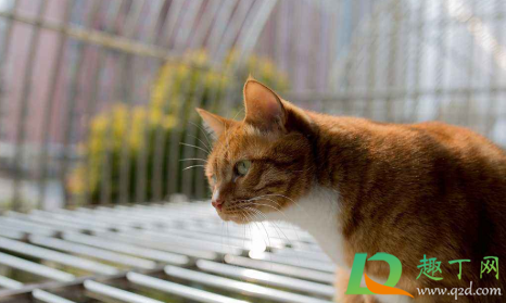 小猫得了猫鼻支会不会死4